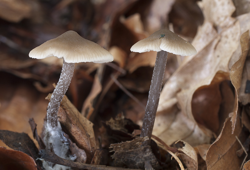 Tephrocybe boudieri